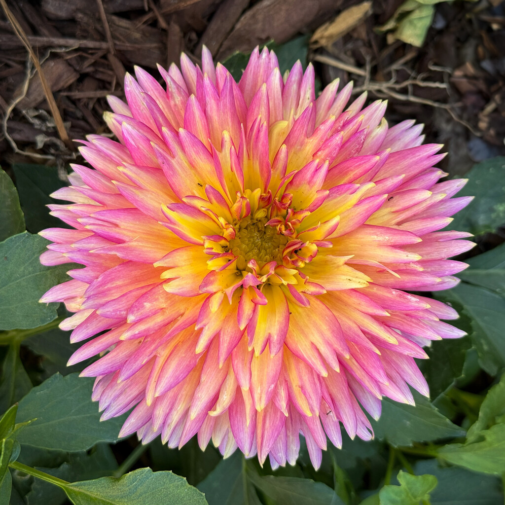 Dahlias are still thriving by shutterbug49