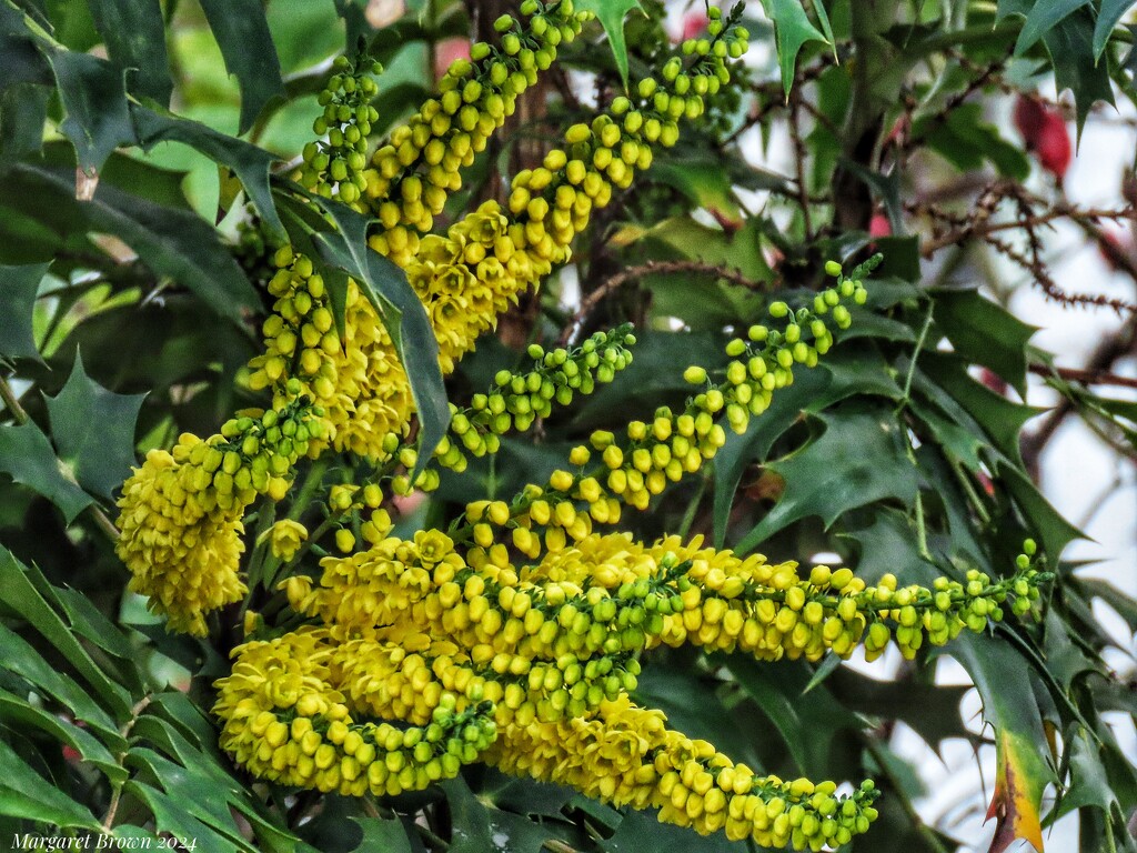 Mahonia by craftymeg