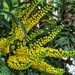 Mahonia