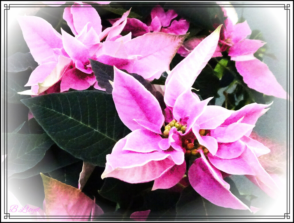 Pink Poinsettia  by beryl