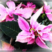 Pink Poinsettia 