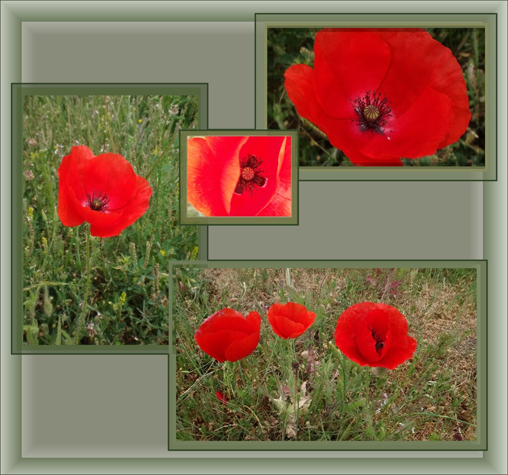 Poppies planted at the Soldier Settlement Site. by robz