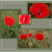 Poppies planted at the Soldier Settlement Site.