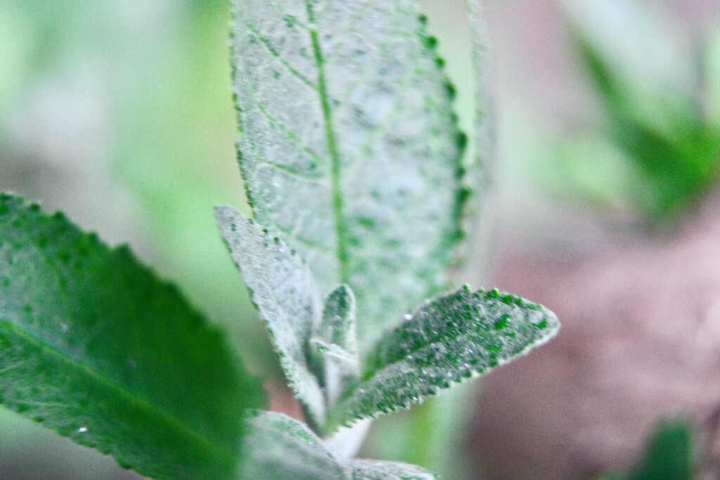 Macro Leaf by jmdeabreu