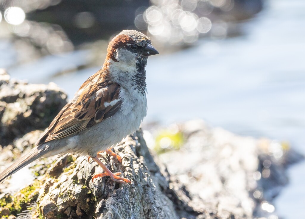 Curious fella - do often find them on the water's edge by creative_shots