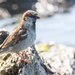 Curious fella - do often find them on the water's edge