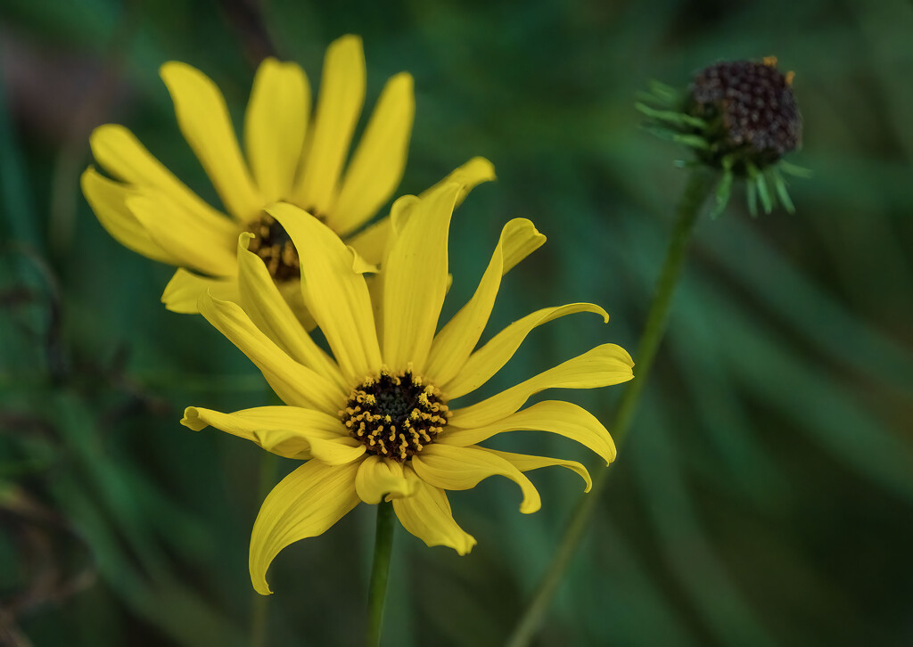 Black Eyed Susans by kvphoto