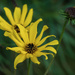 Black Eyed Susans