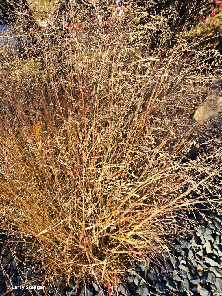 Fall grasses by larrysphotos