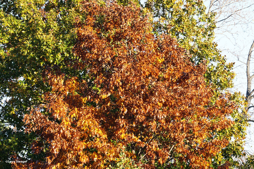 Fall color by larrysphotos