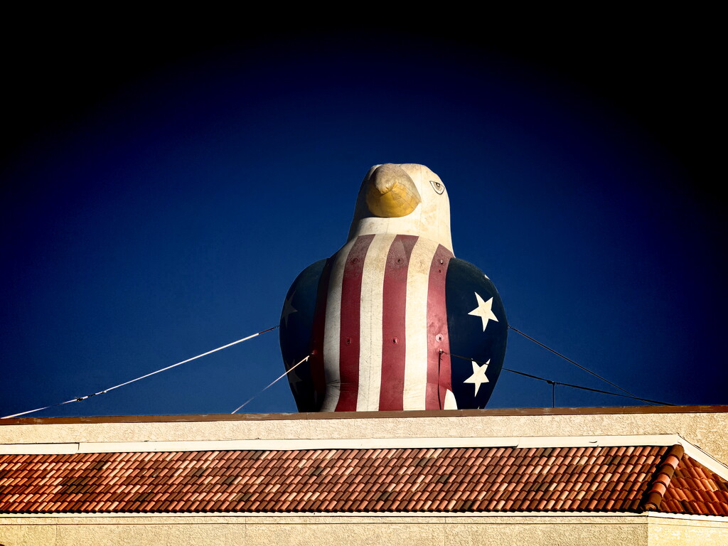 Watching Eagle by jeffjones