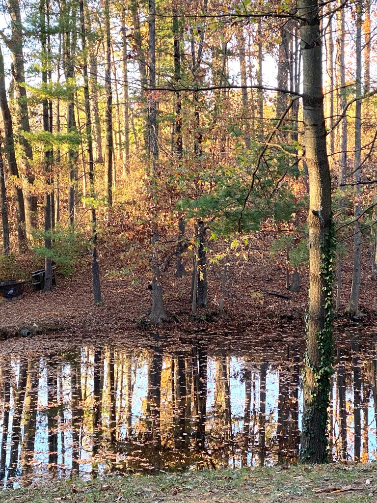 A very small pond by tunia