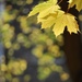 Autumn Yellow