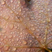 Raindrops on Maple Leaf 