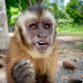 Brown Capuchin monkey