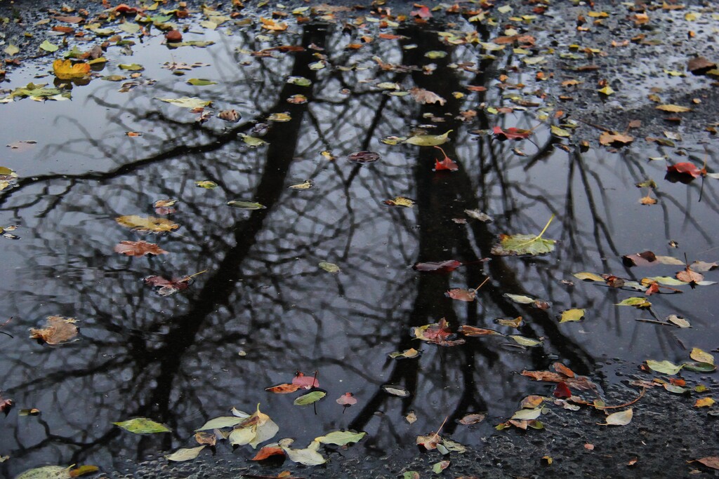 Puddle Reflections  by digitalrn