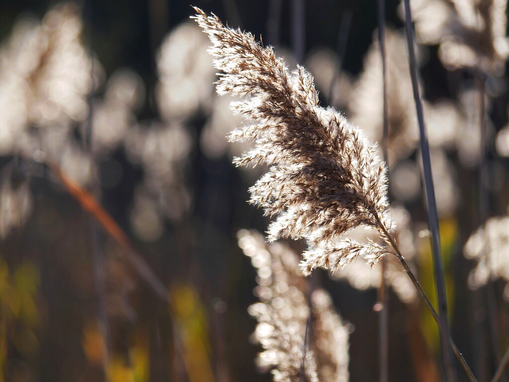 Field of Feathers by ljmanning