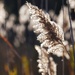 Field of Feathers