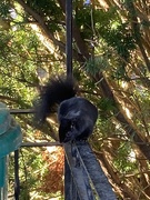 12th Nov 2024 - Cute Squirrel