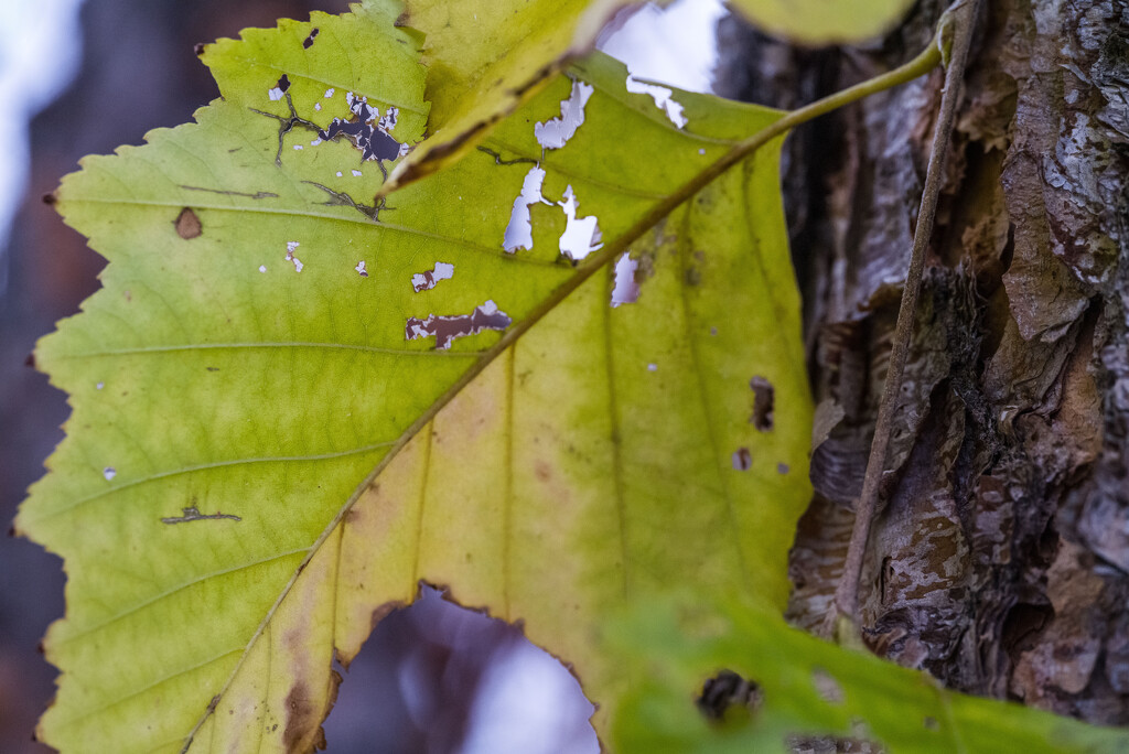 River Birch by tosee