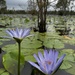 Catti Wetlands