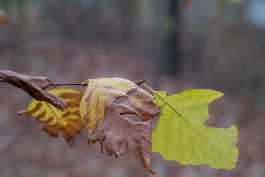 Fall becoming Winter by tosee