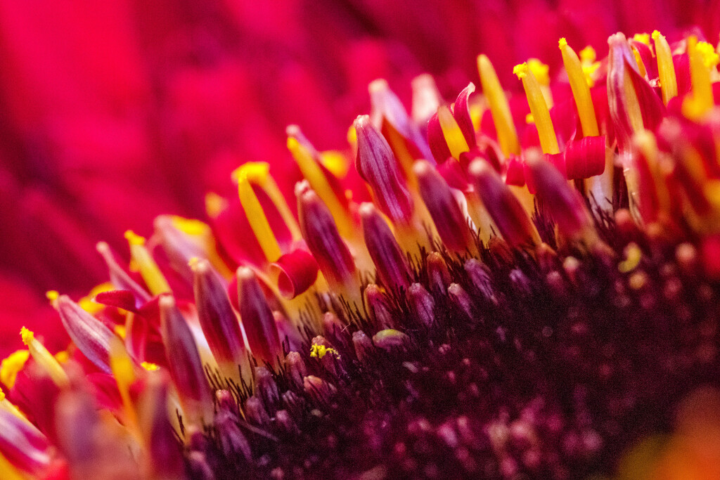 Gerbera Macro  by tosee