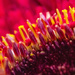 Gerbera Macro 