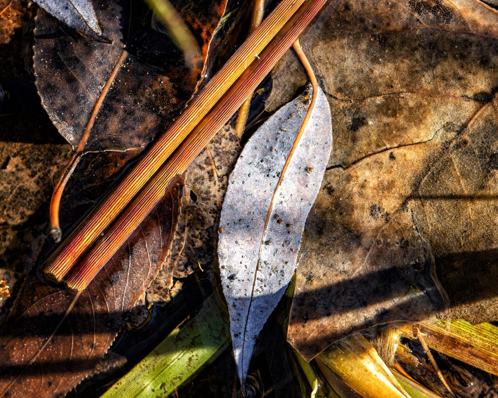 leaves by aecasey