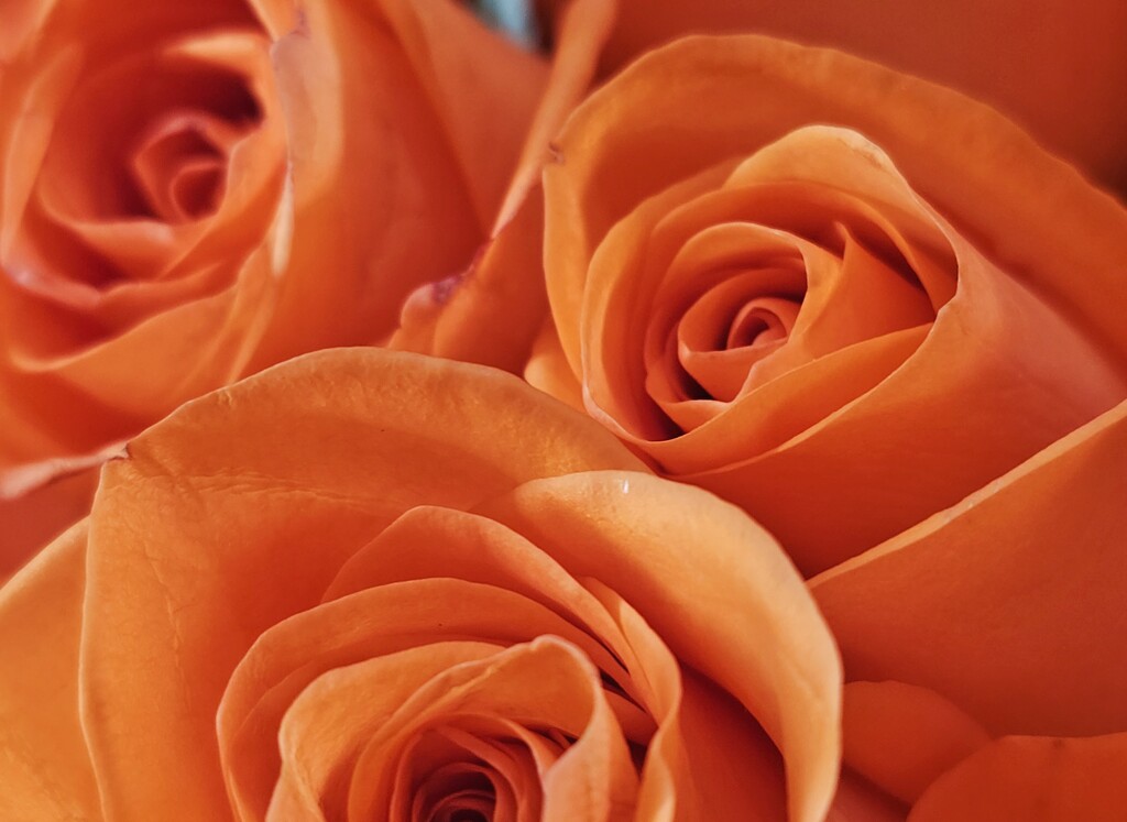 Orange roses by edorreandresen