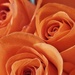 Orange roses