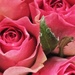 Pink roses