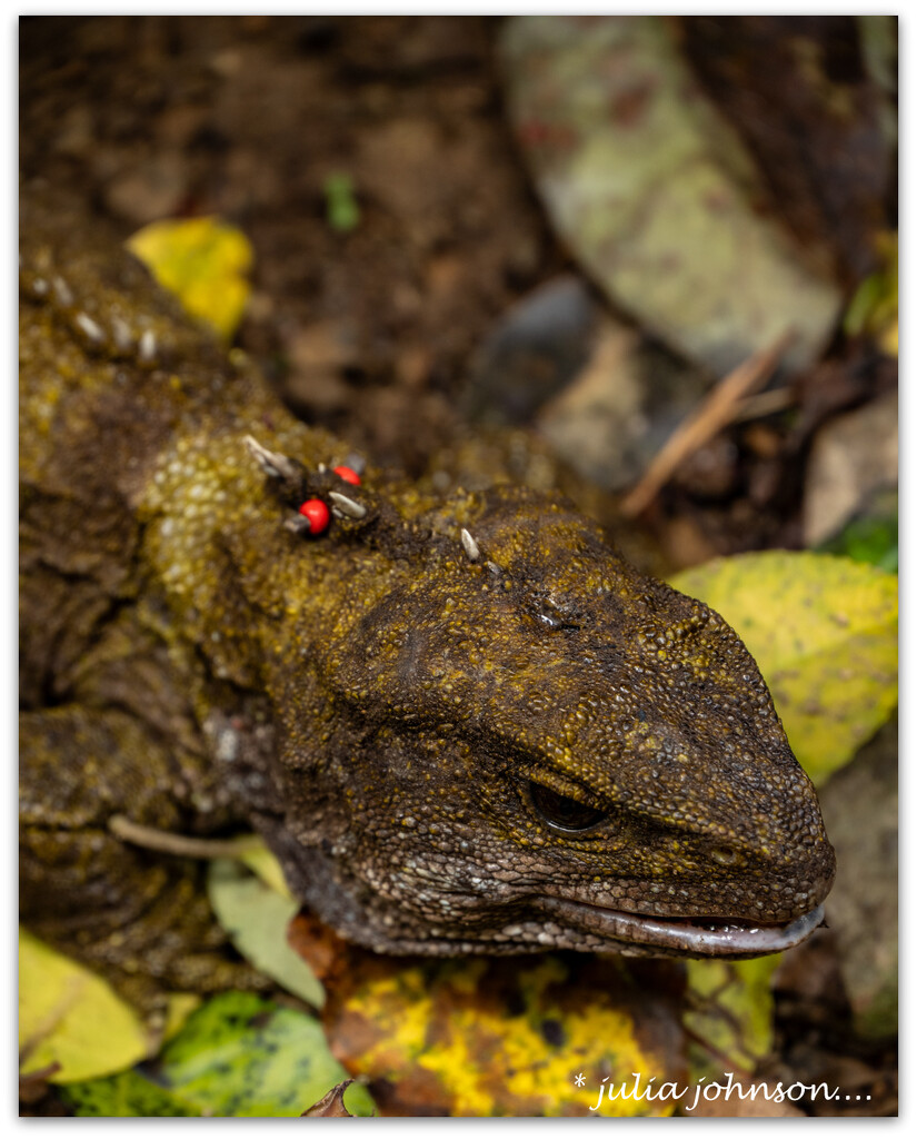 Tuatara.. by julzmaioro