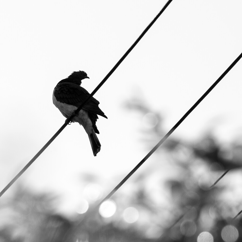 Kereru - Wood Pigeon by yaorenliu