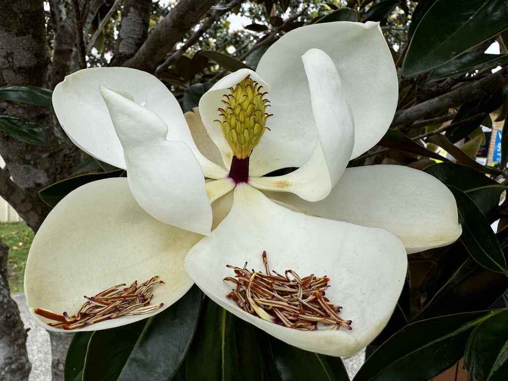 Magnolia  by bugsy365