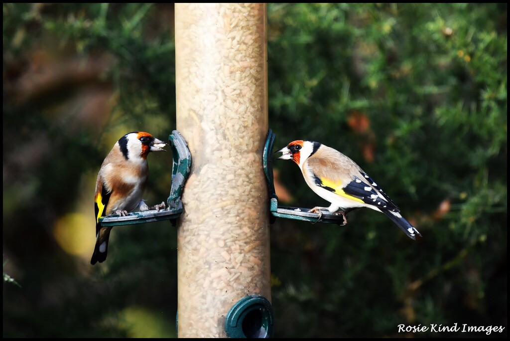 A pair of goldies by rosiekind