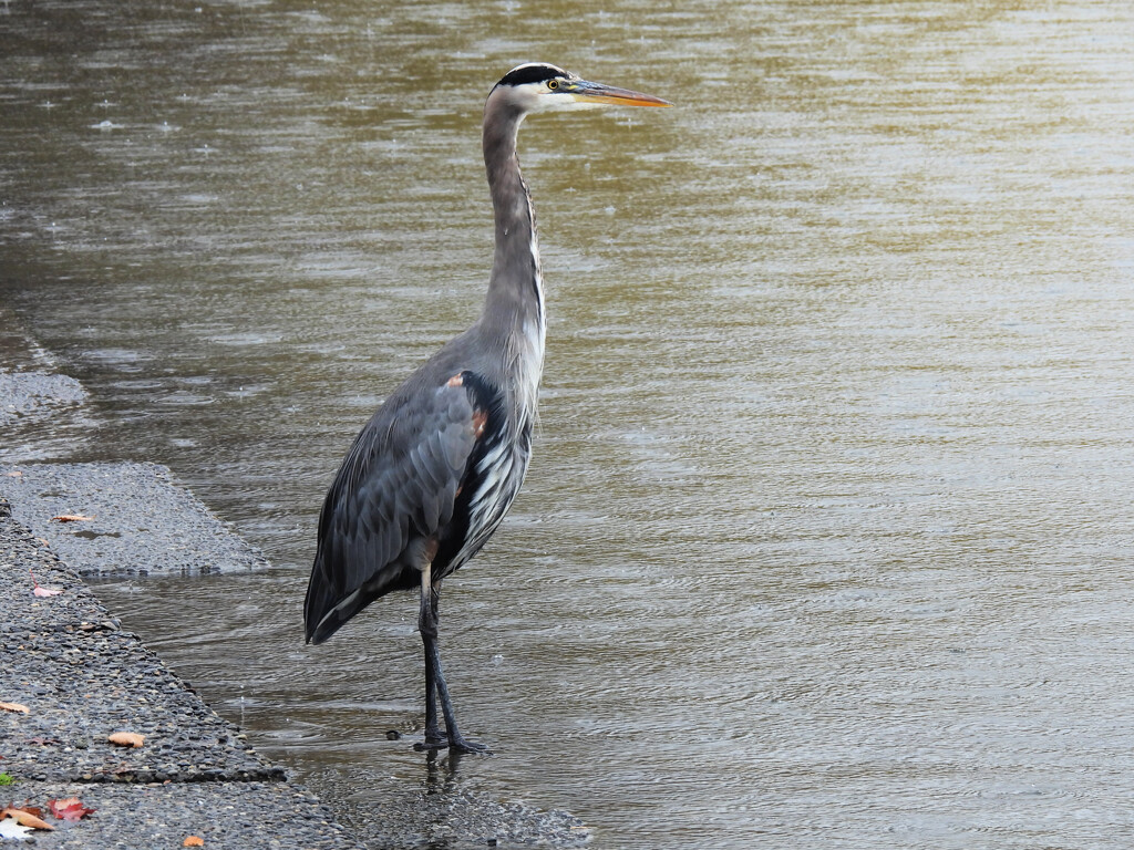 Rainy-Day Great Blue Heron by seattlite