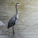 Rainy-Day Great Blue Heron