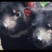 Tassie Devils