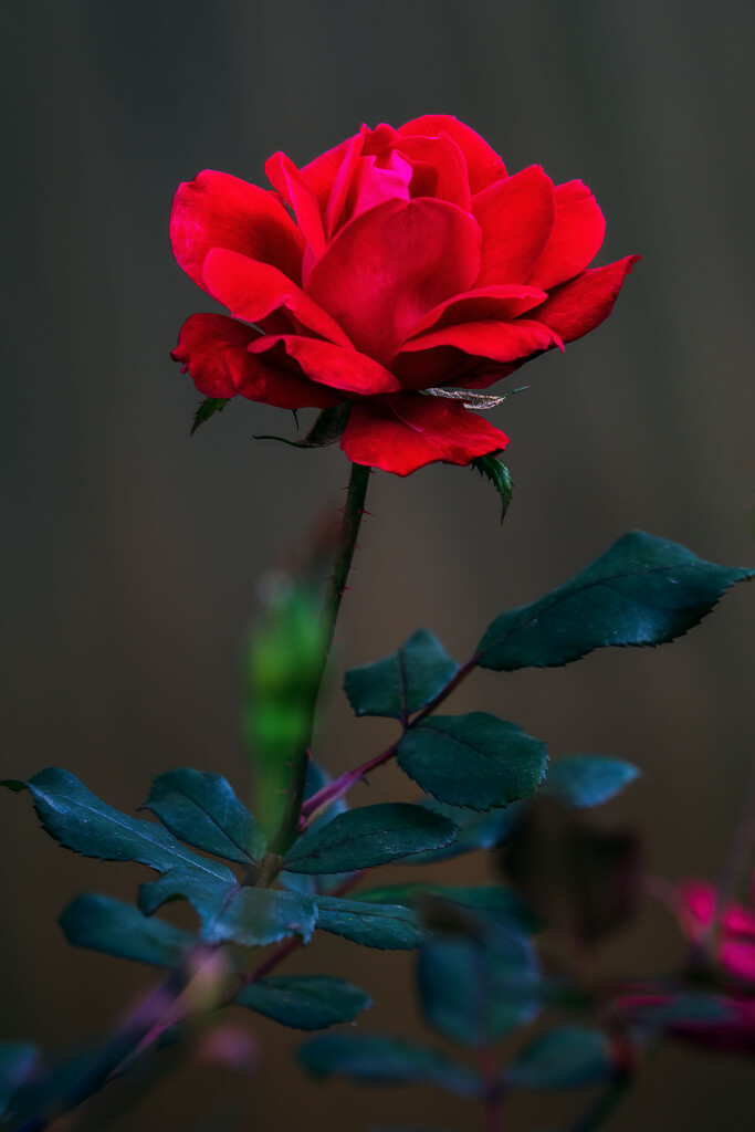 Red Rose by kvphoto