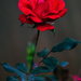 Red Rose