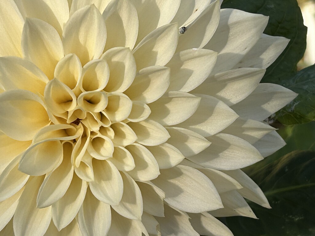 Dahlia by phil_sandford