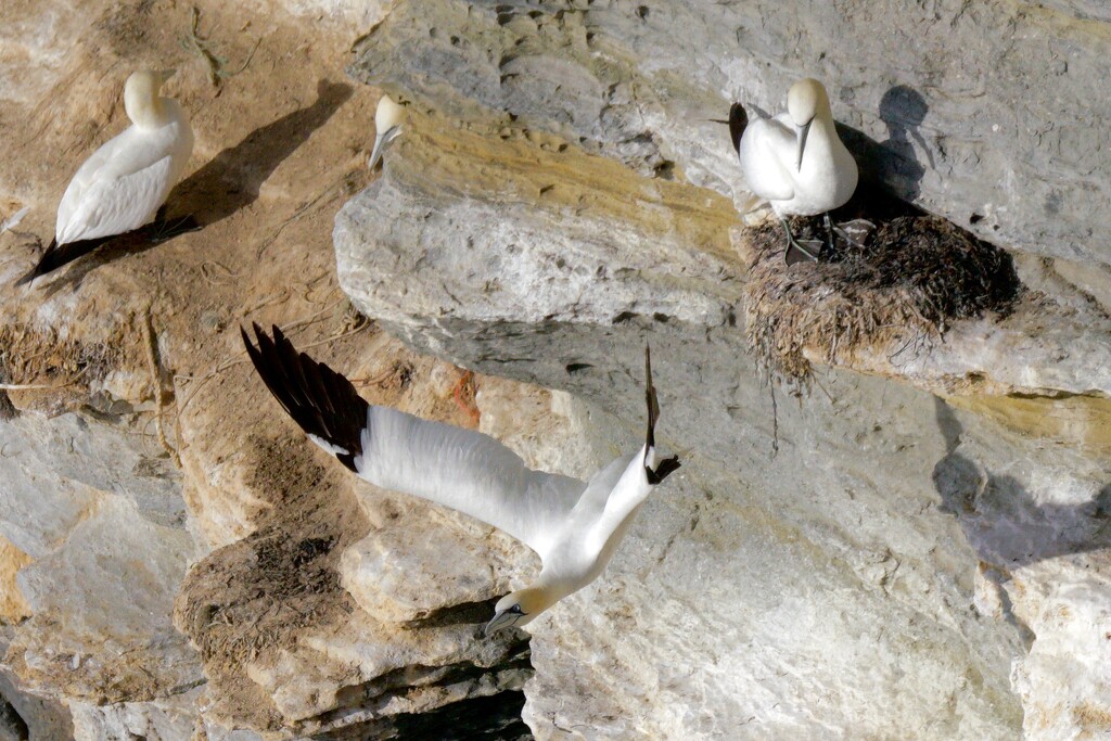 GIANT LEAP FOR GANNET KIND by markp