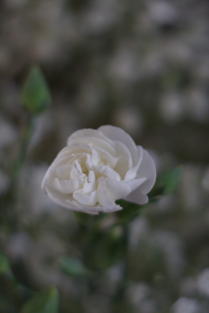 Rose with Baby's Breath by thedarkroom