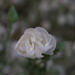 Rose with Baby's Breath