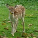 Fallow Deer Fawn