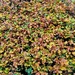 Autumn leaves on the Beech hedge.