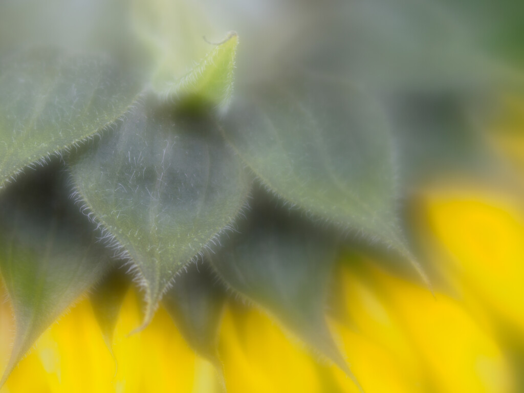 26 - Delicate Sunflower Involucral Bracts by marshwader