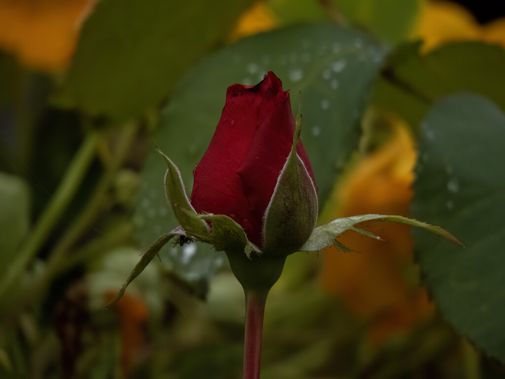 a single bud of beauty by koalagardens