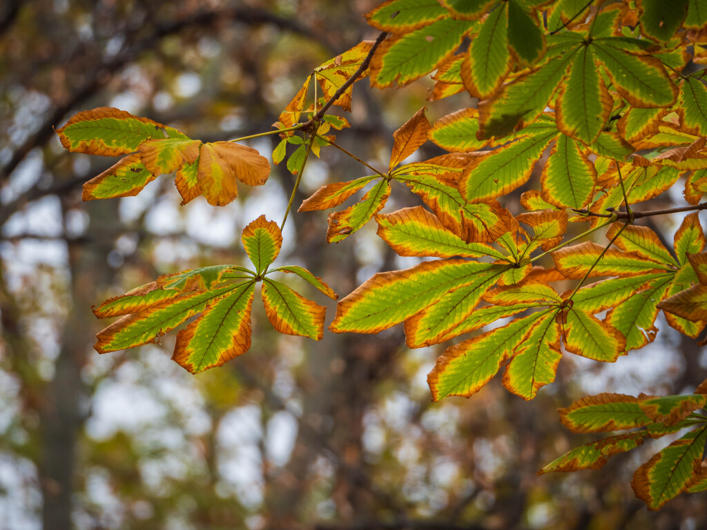 Autumn leaves by haskar